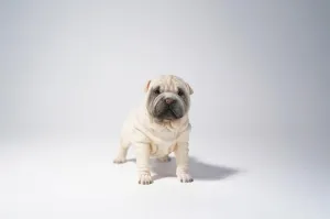 1:6 Sharpei Dog Model Cute Animal Figure Collector GK Decor Gift for Adult
