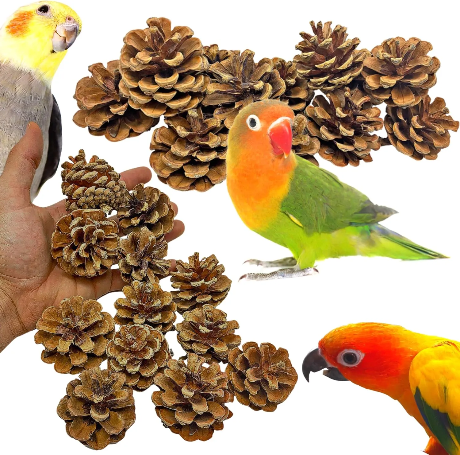 Bonka Bird Toys Pk12 2" Natural Pine Cones 12-Pack for Extra Small to Large Birds Enrichment Chew Toy for Parakeets Cockatiels Conures African Greys