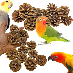 Bonka Bird Toys Pk12 2" Natural Pine Cones 12-Pack for Extra Small to Large Birds Enrichment Chew Toy for Parakeets Cockatiels Conures African Greys