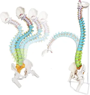 Colorful Vertebrae Lumbar Spine Model with Nerves, Flexible Anatomical Spine Model, 33.46 Inch Bendable with Stand