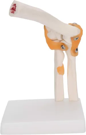 Life Size Accurate Elbow Skeleton Model Demonstrating Major Joint Mechanisms and Ligaments Display Teaching