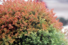 Live Plant from Green Promise Farms - Thuja occidentalis, Fire Chief Globe Arborvitae #2 Gallon Size Container Evergreen