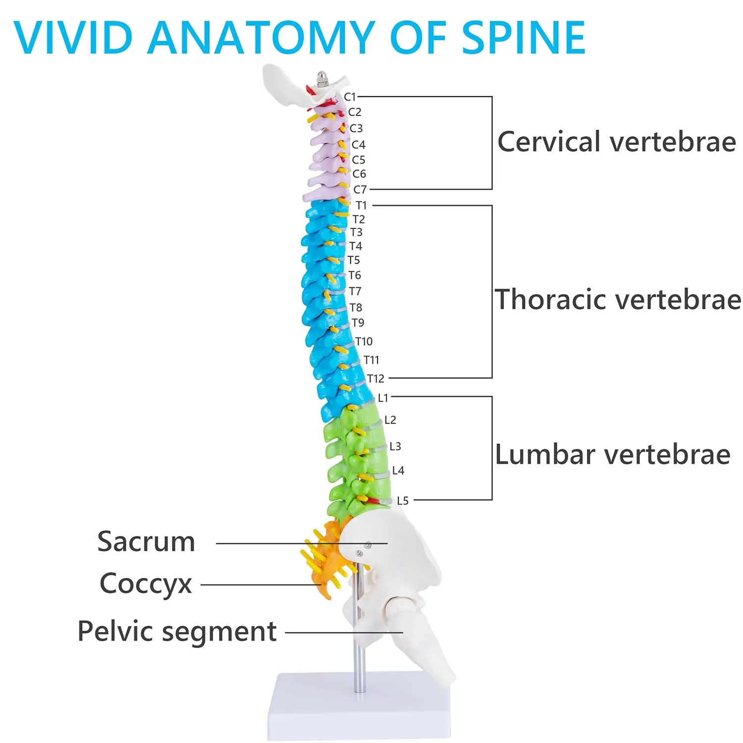 Mini Spine Anatomy Model - 15.5’’ Flexible Miniature Human Color Spine Model with All Nerves for Medical Learning - Vertebra Spine Model for Instruction Teaching, Study and Display