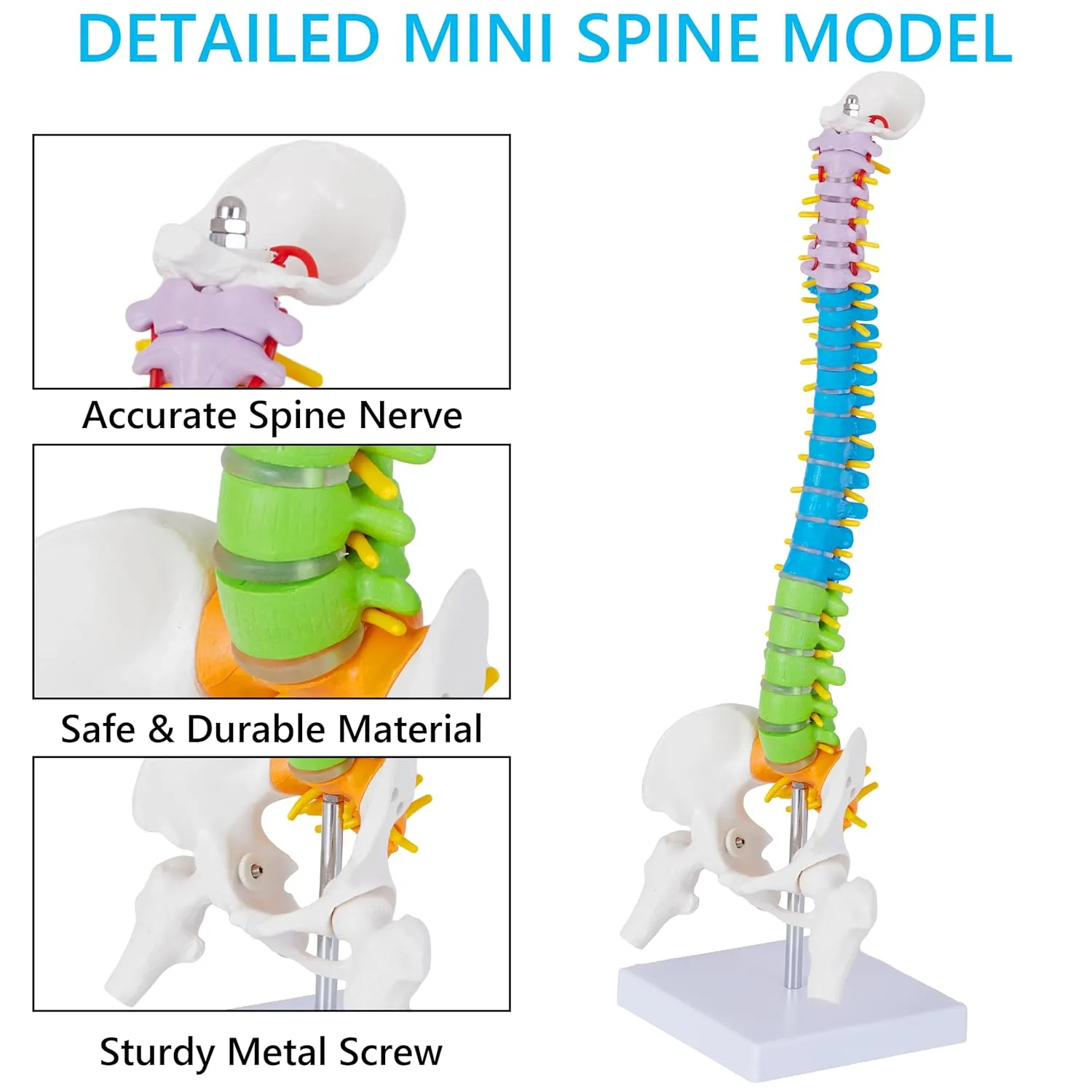 Mini Spine Anatomy Model - 15.5’’ Flexible Miniature Human Color Spine Model with All Nerves for Medical Learning - Vertebra Spine Model for Instruction Teaching, Study and Display