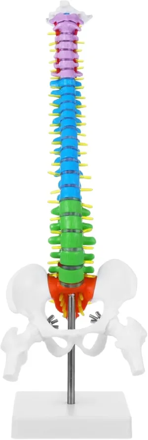Scientific Mini Spine Model, 17.7 Inch Flexible Human Spine Model with Base, Anatomy Spine Model with Spinal Nerves Pelvis Femur for Teaching Display Instruction