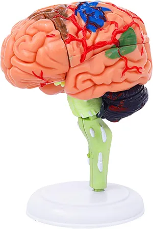 Small Human Brain Model for Anatomy Study - 32 Pieces DIY Assembly Brain Replica Kit with Stand Educational Tool for Students, Teachers, and Medical Healthcare Professionals