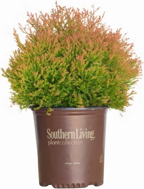Southern Living Plants Fire Chief American Arborvitae (2 Gallon) - Red Orange Green Dwarf Evergreen - Distinctive Color Conifer