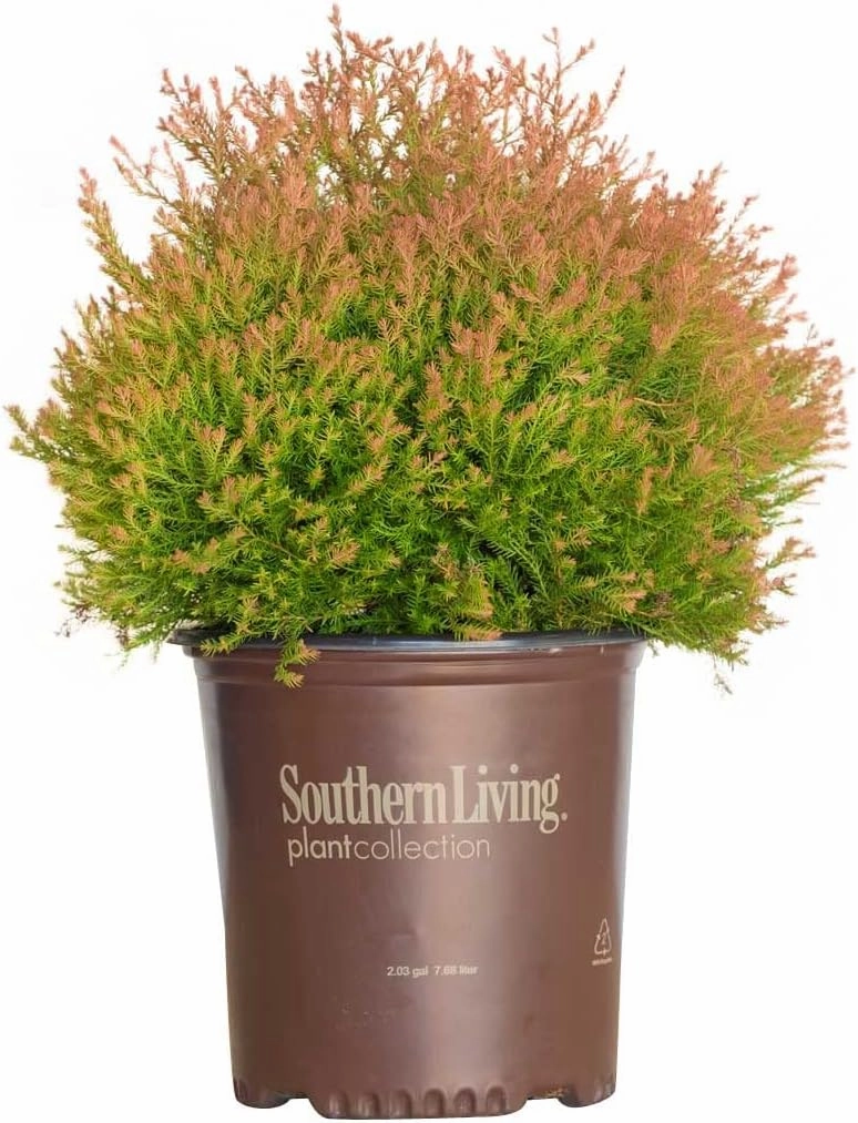Southern Living Plants Fire Chief American Arborvitae (2 Gallon) - Red Orange Green Dwarf Evergreen - Distinctive Color Conifer